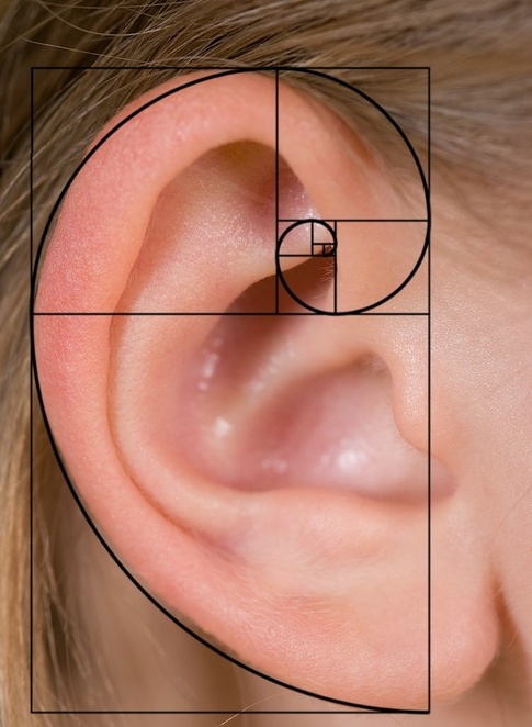 fibonachi-human-ear